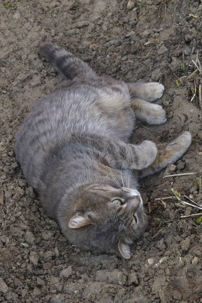Un gato de taquigrafía gris con yacimientos en su lado en el suelo excavado en un lecho de flores — Foto de Stock