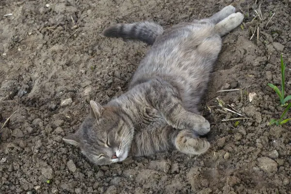 Bir çiçek tarhında kazılmış zeminde yan yatmış gri bir stenothair kedisi — Stok fotoğraf