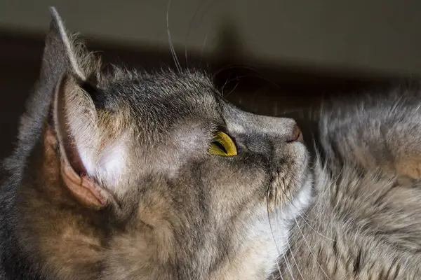 Grijze volwassen bastaard kat ligt op de vloer rekken van de voorpoten — Stockfoto