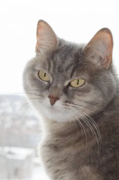 Gato Gris Con Ojos Amarillos Sentado Contra Una Vista Gris —  Fotos de Stock