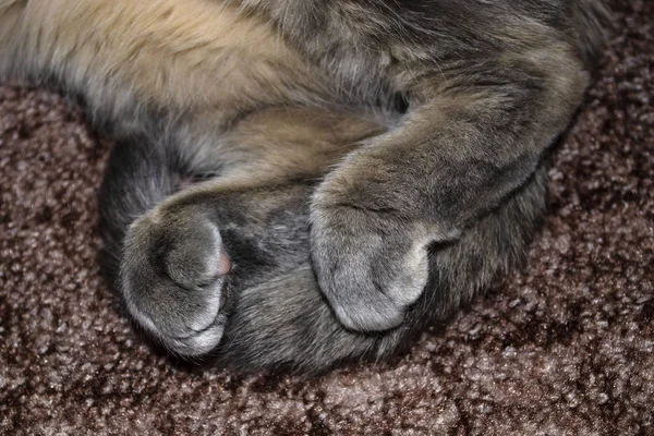 De staart en achterpoten van de kat op de grijze tegel. Wereldkattendag — Stockfoto