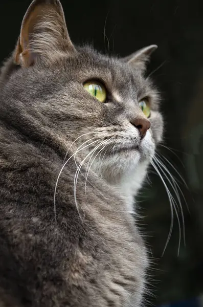 Zittende kat. De grijze ziet er prachtig gladharig kitty. — Stockfoto