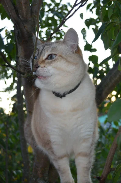 Tabby point cat — Stockfoto