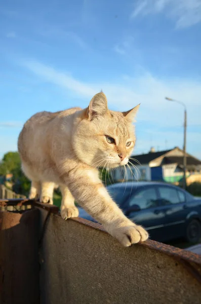 Tekir noktası kedisi — Stok fotoğraf