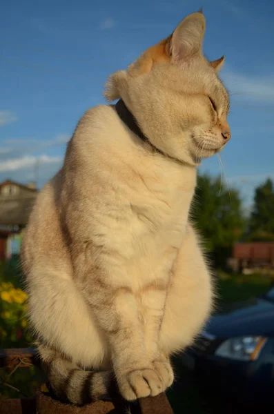 Tabby punto gatto — Foto Stock
