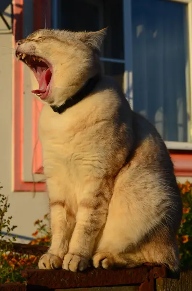 Tabby Point Katze — Stockfoto