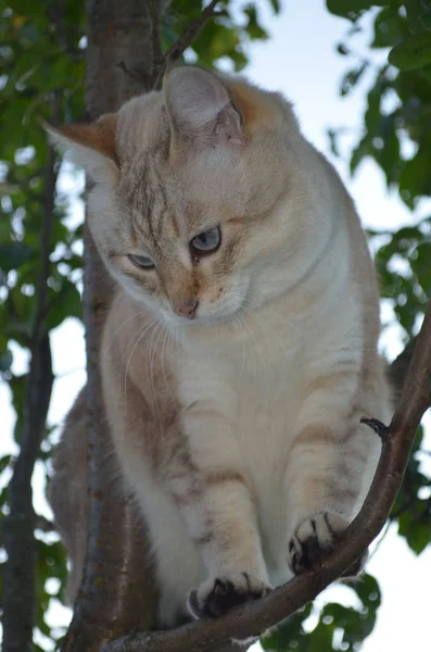 タビーポイントキャット — ストック写真