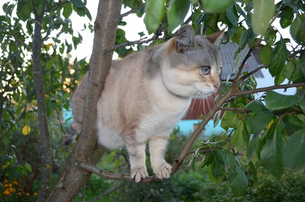테이퍼 포인트 고양이 — 스톡 사진