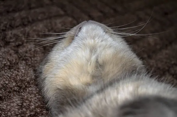 Graue erwachsene Mischlingskatze liegt auf dem Boden und streckt die Vorderpfoten — Stockfoto