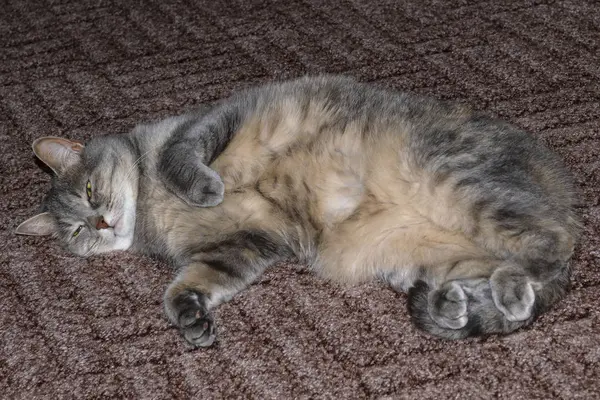 Grå vuxen blandras katt ligger på golvet sträcker framtassarna — Stockfoto