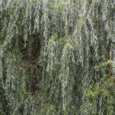 Ağlayan ya da Babil söğütlerinin dalları, soyut yeşil arka plan. Yeşil yapraklar, yapraklar. Salix baby lonica