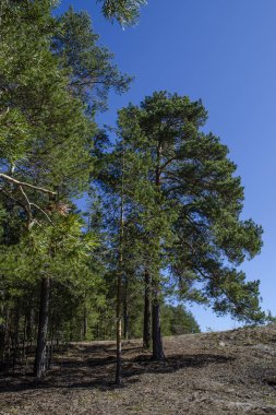 güneş ışığı ile aydınlatılmış iğne yapraklı ormanın kenarı, çam bir tepede büyümek, mavi gökyüzü ile açık bir gün
