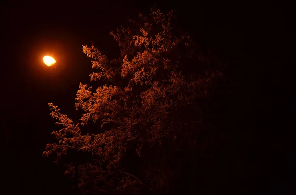 Kırmızı bir fenerle aydınlatılan dondaki ağaç — Stok fotoğraf