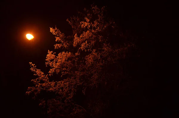 Boom in een vorst verlicht door een rode lantaarn — Stockfoto