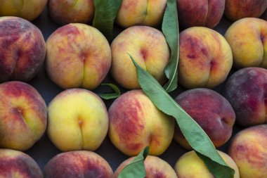 Çiftçi pazarında taze toplanmış organik şeftaliler. Şeftali hasadı yığını. Sağlıklı vejetaryen çiğ atıştırması. Temiz yeme konsepti. Arkaplan, üst görünüm, düz uzanma.