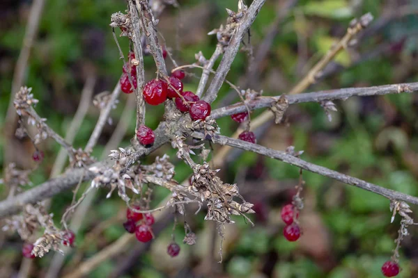 Baies rouges de groseille sur fond avec d'autres baies. ? urrant sur une branche séchée sans feuilles. Photo rapprochée avec bokeh . — Photo