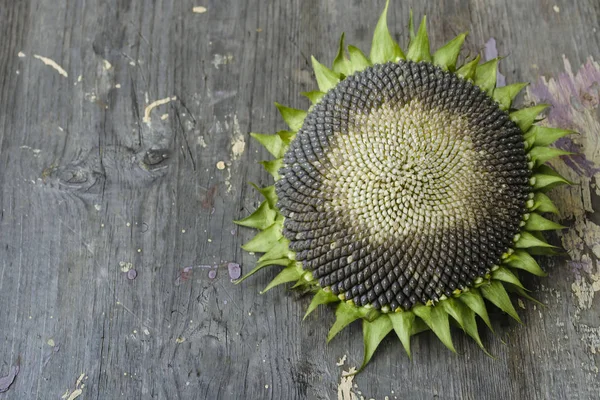 Single fresh sunflower with seeds on wood. Yellow wooden background. — ストック写真