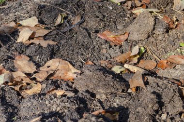 Yerde portakal yaprakları var. Yakın plan fotoğraf. Rowan kahverengi zemin üzerinde bırakır. Yaprakları dökülen sonbahar çimenleri. Kirli toprak makro fotoğrafı. Doğa konsepti