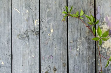 Tahtanın arka planında yeşil yapraklar var. Partenosissus.