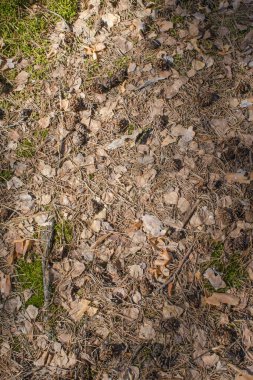 zemin çam iğneleri ve kozalaklarla dolu.