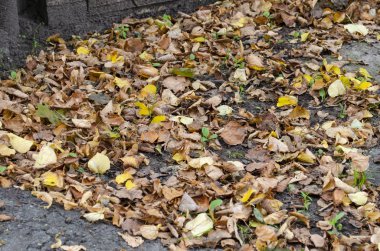 Turuncu ıhlamur yaprakları şehirde beton zemine düştü.