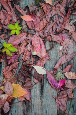 Kuru yapraklar ve taze yeşil üzümler.