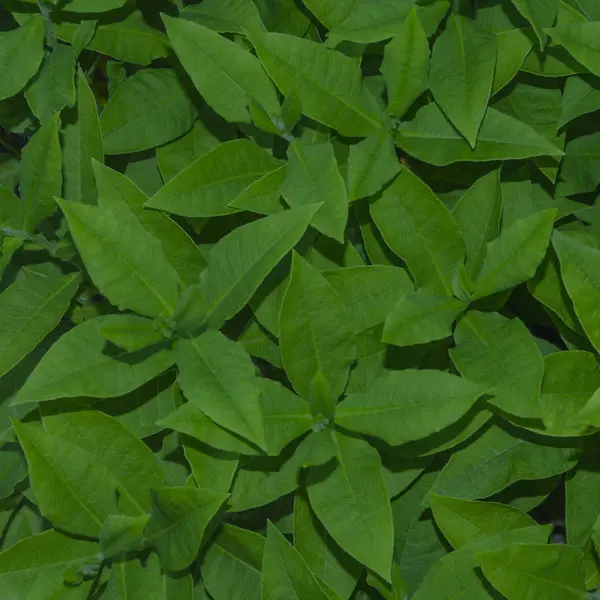 Fondo de patrón de hojas verdes, Fondo natural y fondo de pantalla —  Fotos de Stock