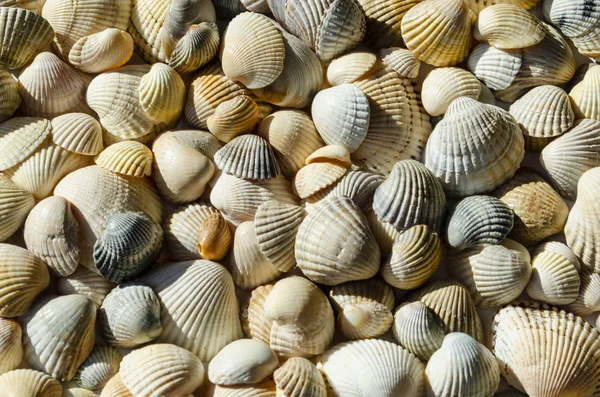 Seashells de cores diferentes. Conchas de moluscos. Fundo da concha. Textura das conchas. — Fotografia de Stock