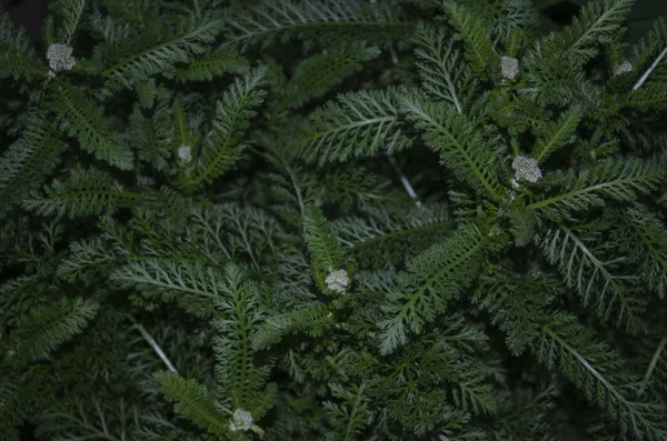 Πράσινο φύλλα μοτίβο φόντο, Φυσικό φόντο και ταπετσαρία — Φωτογραφία Αρχείου
