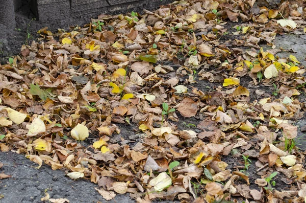 Pomarańczowe liście lipy spadły na betonową ziemię w mieście — Zdjęcie stockowe