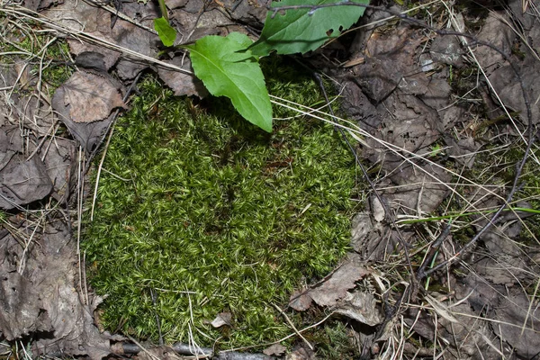 Foresta muschio verde sulla terra in estate — Foto Stock