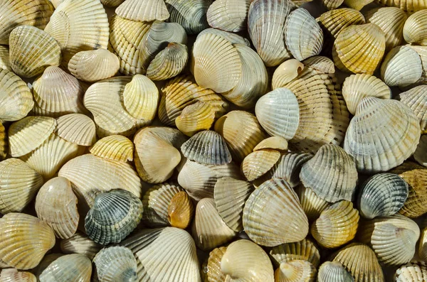 Fundo de concha, muitas conchas diferentes empilhadas juntas — Fotografia de Stock