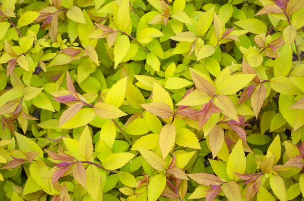 Spirea japonica 'Golden Princess', van dichtbij — Stockfoto