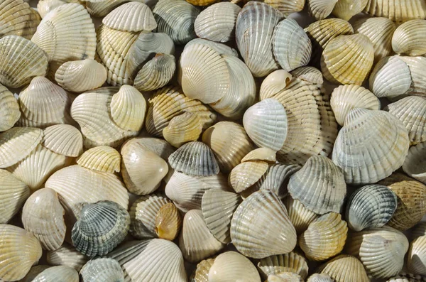 Conchiglie di diversi colori. Gusci di mollusco. Le origini dell'inferno marino. Texture delle conchiglie. — Foto Stock