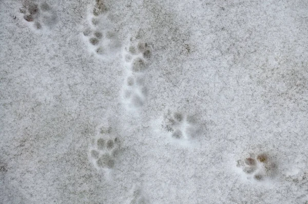 Impressão da pata do cão na neve. Vestígios de pés de cão na neve. Vestígios de animais na neve - Imagem — Fotografia de Stock