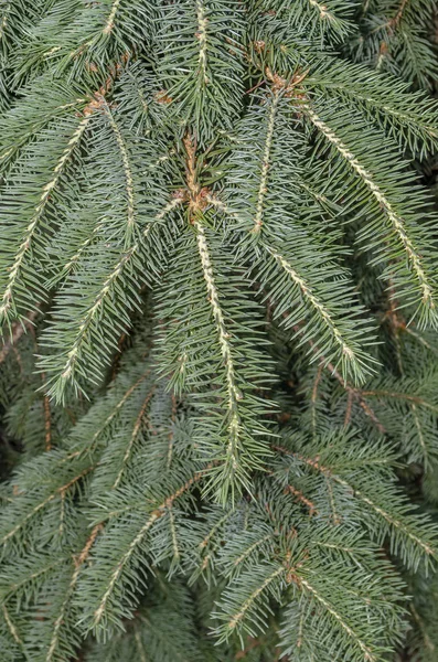 Achtergrond van groene Fir boomtak. Pluizig jonge tak Fir boom met regendruppels, close-up — Stockfoto