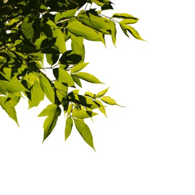 Arkadaki gökyüzünde kül ağacı bırakır. Güneşle aydınlanan yapraklar