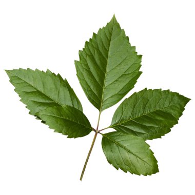 Beyaz arkaplanda izole edilmiş taze yeşil yaprak