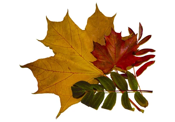 Jesienne liście klonu i łabędzia — Zdjęcie stockowe