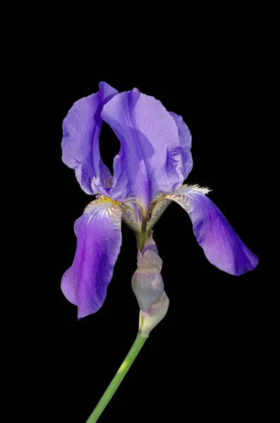 Brilhante e vistoso azul Iris flor de perto — Fotografia de Stock