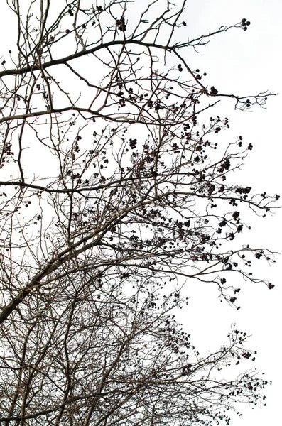 शरद ऋतूमध्ये पानांशिवाय बेरीसह हॅथॉर्नच्या शाखा — स्टॉक फोटो, इमेज