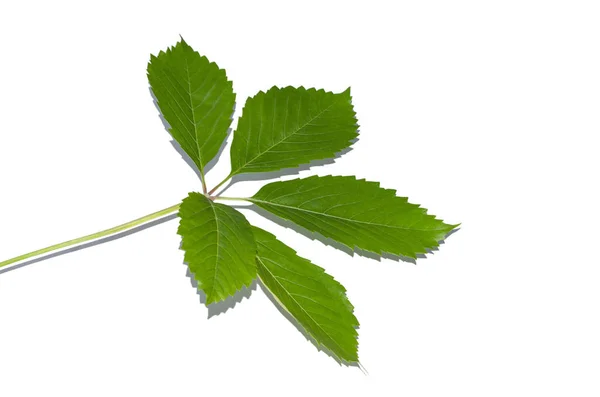 Hoja verde fresca aislada sobre fondo blanco — Foto de Stock