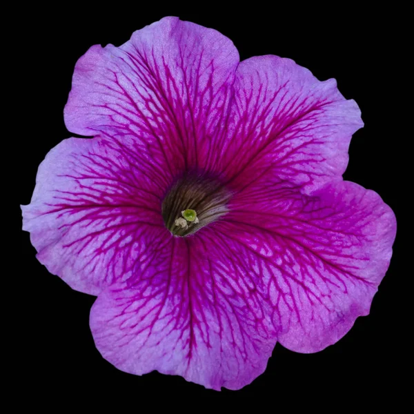 Indah lembut bunga lilac Petunia pada latar belakang hitam terisolasi closeup — Stok Foto