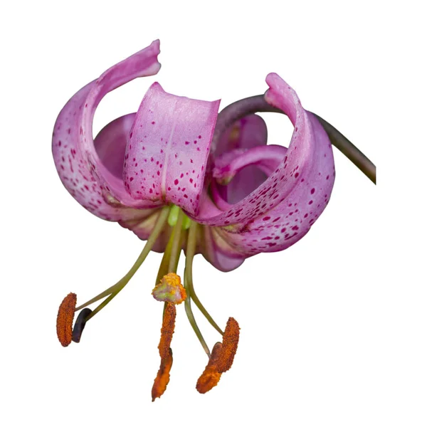 Lilium martagon běžně známý jako lilie nebo leknín. — Stock fotografie