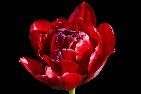 Buka big lush terry red tulip bud close-up pada latar belakang hitam — Stok Foto