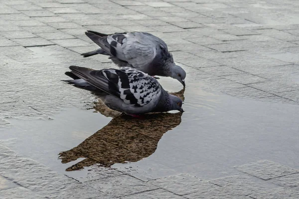 An urban pigeon in the middle of a puddle. Bird in the city — Stock Photo, Image