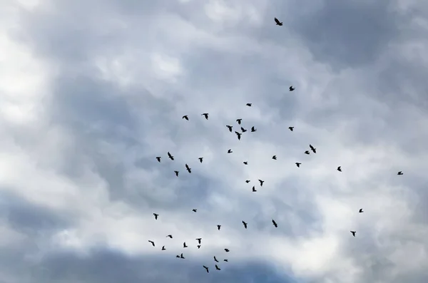Birds flying against cloudy gloomy dark sky