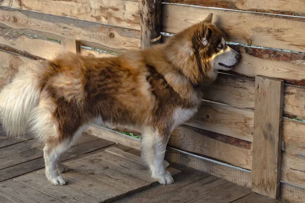 Vörös husky kutya néz ki a lyukból a fa kerítés — Stock Fotó