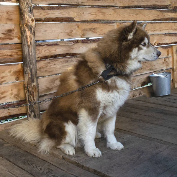 Porträtt av Beige och vit sibirisk husky hund sitter på träbron — Stockfoto