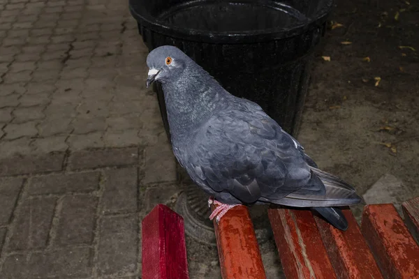 Piccione orientale colorato su una panchina del parco. Piccione orientale seduto su una panchina del parco con sfondo naturale — Foto Stock